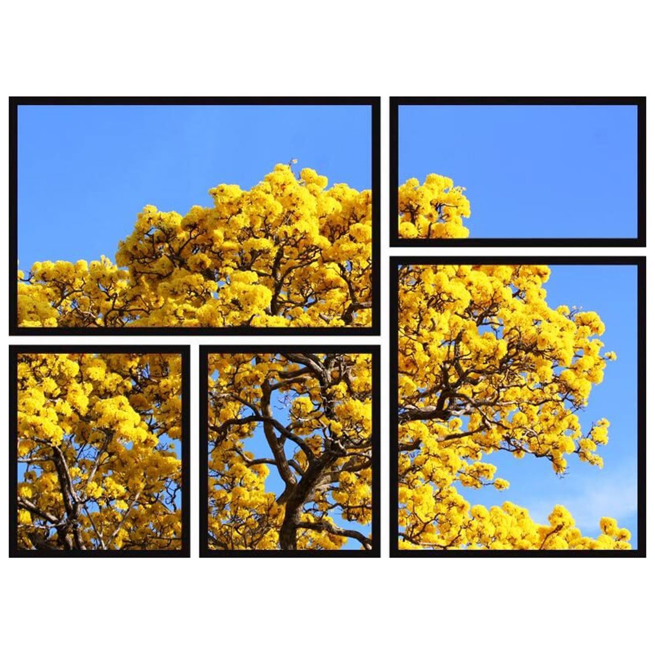 Conjunto Quadros Decor Árvore Ipê Amarelo Kit com 5 Quadros