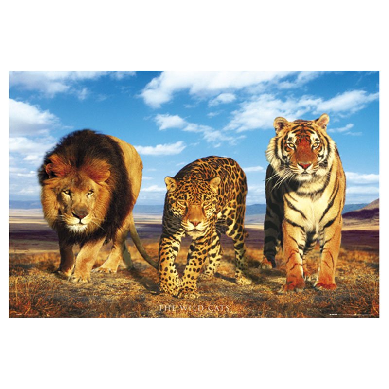 Quadro Tigre Imponente (2)