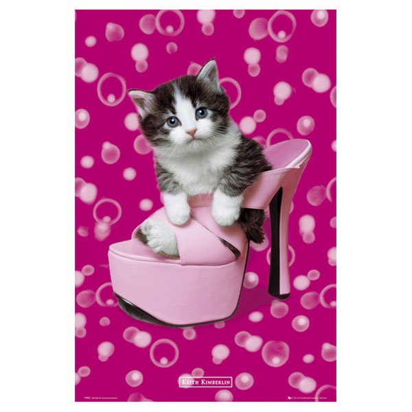 Department Indulge Opera Gravura Poster para Quadros Pet Filhote de Gato Dentro de Sapato 60x90cm -  Decore Pronto