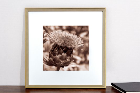 Quadro com Moldura na Cor Dourada Flor Cardo Selvagem Tom Sépia 50x50cm