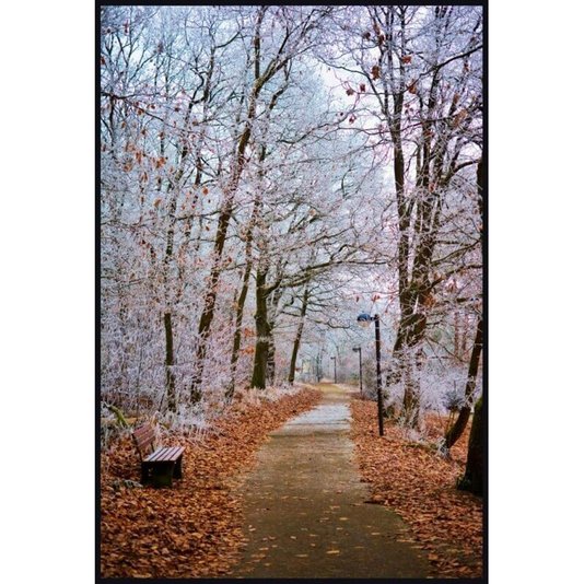 Quadro Tela com Moldura Árvores Paisagem de Inverno 100x150cm