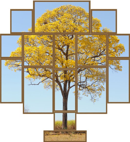 Conjunto de Quadros Repartidos Árvore Ipê Amarelo Kit com 15 Quadros