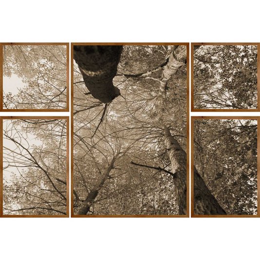 Conjunto de Quadros Árvores em Tom Sépia Kit com 5 Quadros