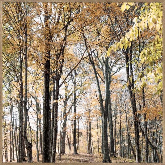 Conjunto de Quadros Paisagens Florestas 3 Quadros de 30x30 cm