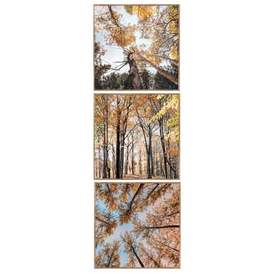 Conjunto de Quadros Paisagens Florestas 3 Quadros de 30x30 cm