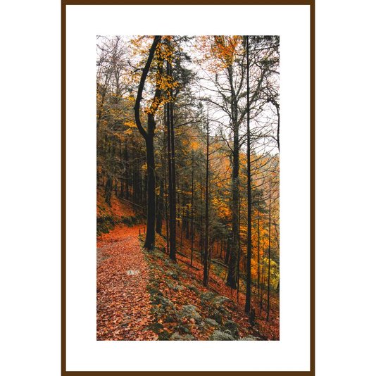 Conjunto de Quadros Paisagens Florestas 5 Quadros de 20x30 cm