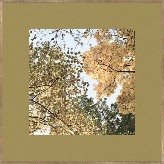 Conjunto de Quadros Paisagens Florestas Kit com 3 Quadros de 30x30 cm