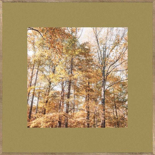 Conjunto de Quadros Paisagens Florestas Kit com 3 Quadros de 30x30 cm