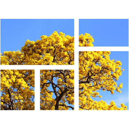 Conjunto de Telas Decorativas Árvore Ipê Amarelo Kit com 5 Telas