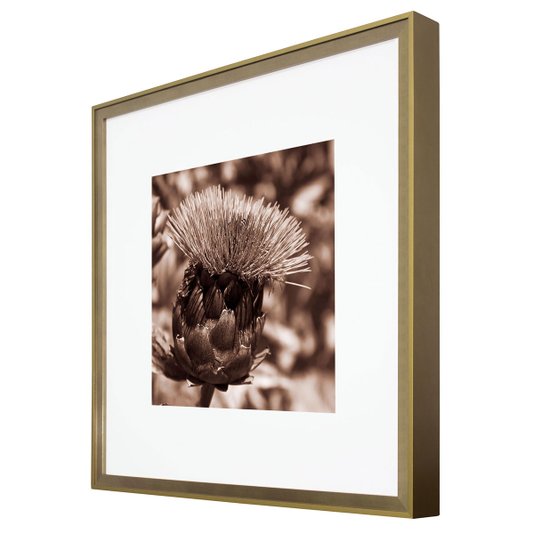 Quadro com Moldura na Cor Dourada Flor Cardo Selvagem Tom Sépia 50x50cm
