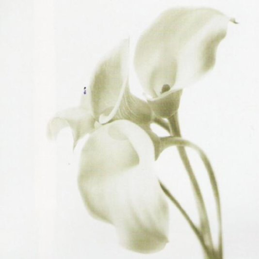 Gravura para Quadro Floral Flor Copo de Leite 50x50cm