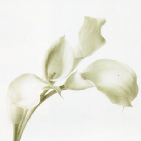 Gravura para Quadros Floral Flor Copo de Leite II 50x50cm