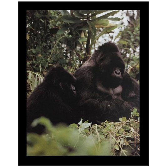 Gravura Poster para Quadros Gorilas 40x50cm