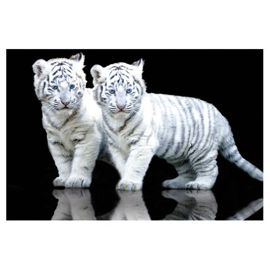 Gravura Poster para Quadros Tigres Brancos 90x60cm