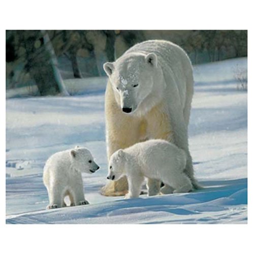 Gravura Poster para Quadros Urso Polar 50x40cm