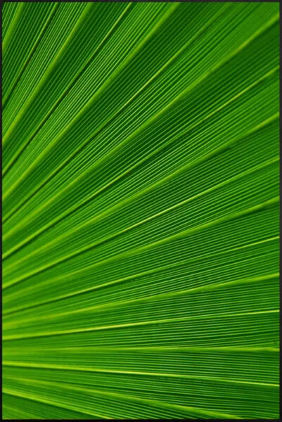 Kit de Quadros Botânicos Tropical Folhagem Verde e Amarelo 80x140 cm Cada Quadro