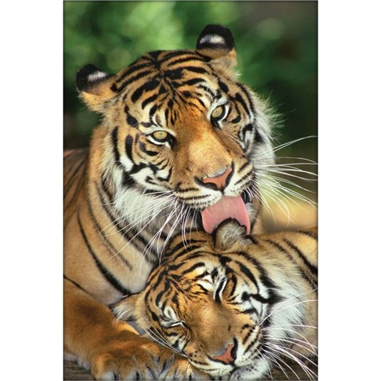 Poster Família de Tigres 60x90cm com/sem Moldura
