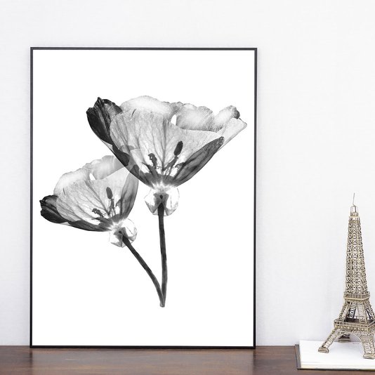 Quadro com Moldura Preta Par de Flores Efeito Raio-X 60x80cm