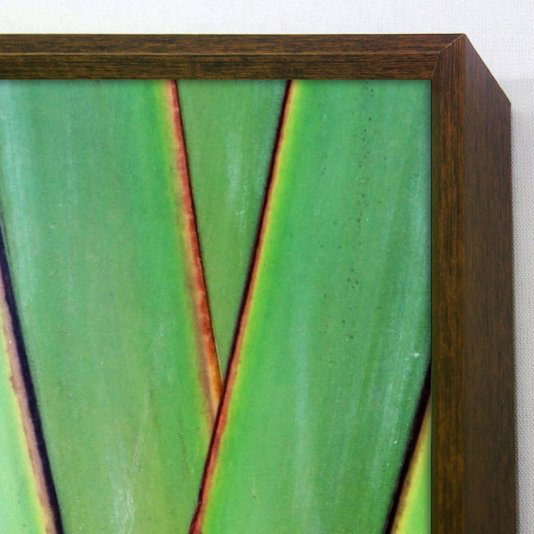 Quadro Decorativo Close Base Palmeira dos Viajantes 50x120 cm