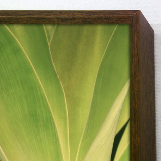 Quadro Decorativo Close Suculenta Verde 50x120 cm