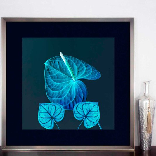 Quadro Decorativo Flores e Folhas Antúrio Azul com Moldura Prata 85x85 cm