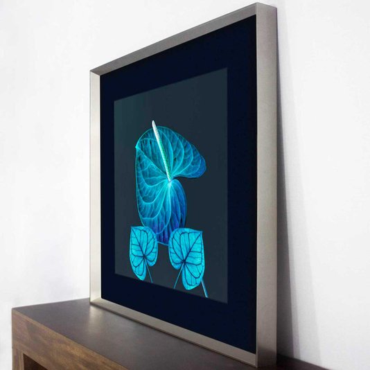 Quadro Decorativo Flores e Folhas Antúrio Azul com Moldura Prata 85x85 cm
