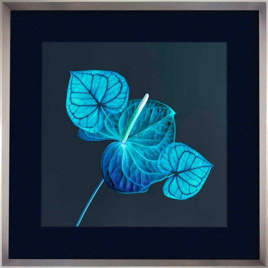 Quadro Decorativo Moderno Flores de Antúrio em Tom Azul 85x85 cm