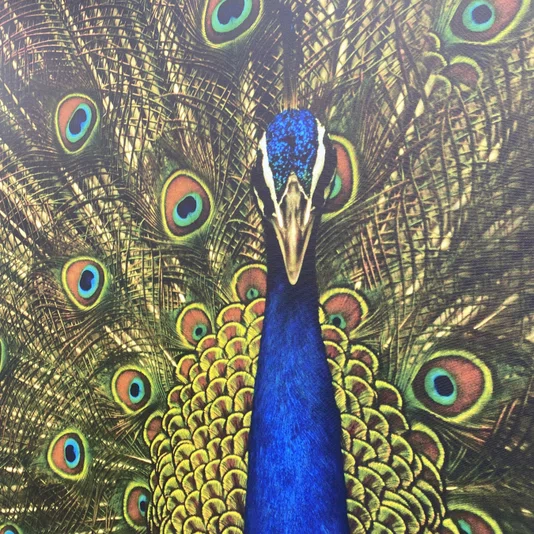 Quadro Decorativo Pavão Majestoso em Azul e Dourado com Moldura Dourada 120x180 cm