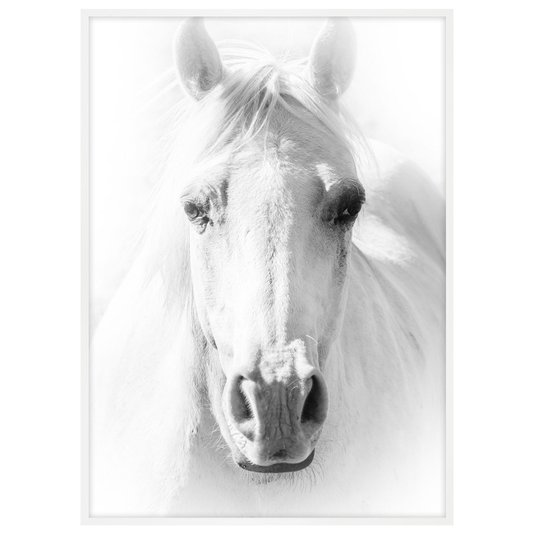 Quadro em Preto e Branco Decorativo Fotografia Imagem de Cavalo- Escolha o Tamanho