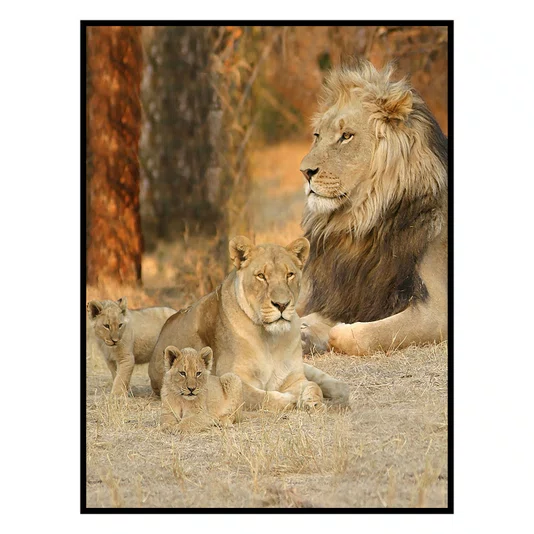 Quadro Família de Leão com 2 Filhotes na Savana Africada com Moldura e Vidro