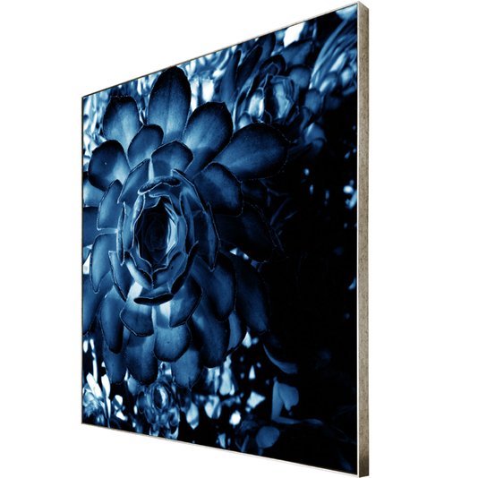 Quadro Floral Azul em Tela Canvas Planta Suculenta - 70x70 cm