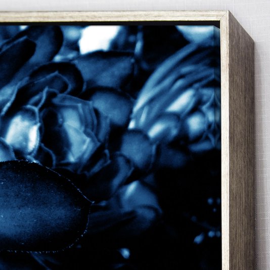 Quadro Floral Azul em Tela Canvas Planta Suculenta - 70x70 cm