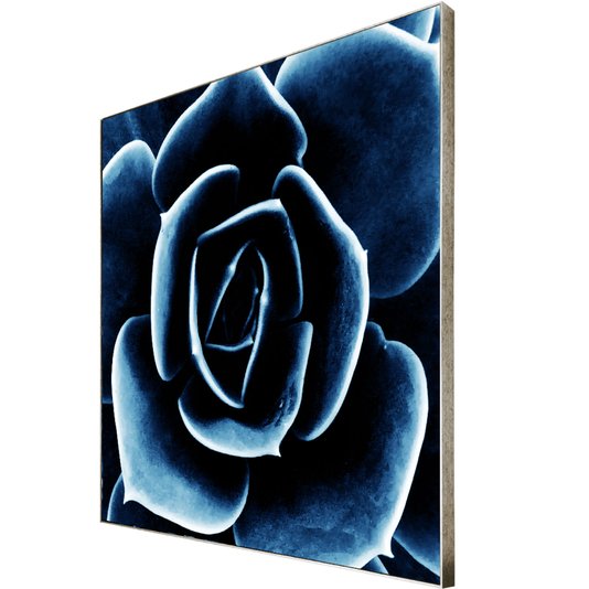 Quadro Floral Azul em Tela Canvas Planta Suculenta II - 70x70cm
