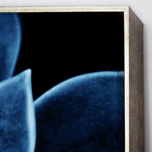 Quadro Floral Azul em Tela Canvas Planta Suculenta IV - 70x70cm