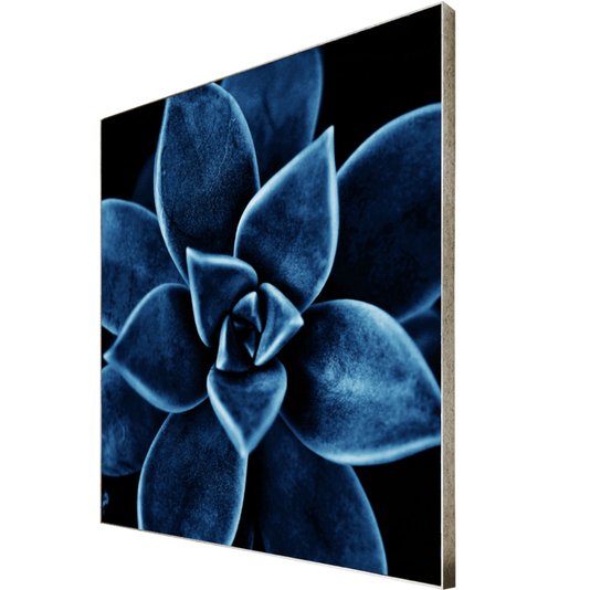 Quadro Floral Azul em Tela Canvas Planta Suculenta IV - 70x70cm