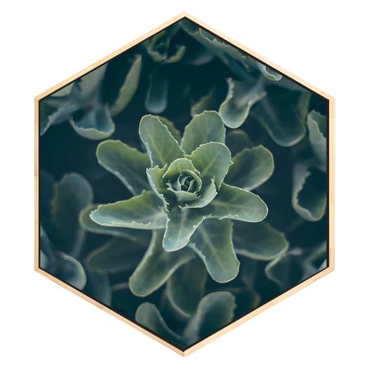Quadro Hexagonal Decorativo Suculentas Tela Canvas com Moldura
