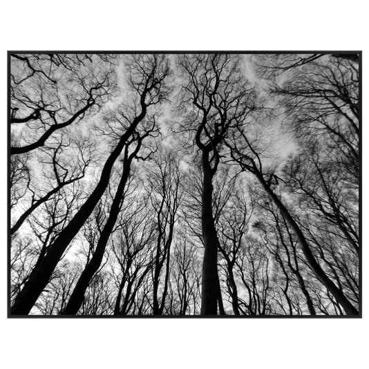 Quadro Tela Decorativa com Moldura Paisagem Floresta Árvores sem Folhas 150x115cm