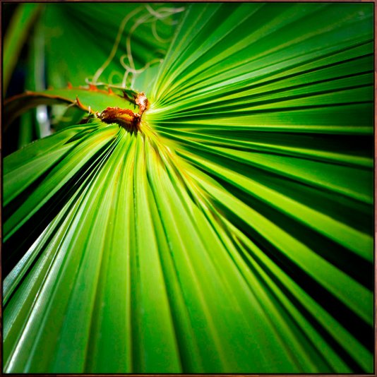 Tela Canvas Decorativa Folha Verde com Moldura Flutuante Marrom