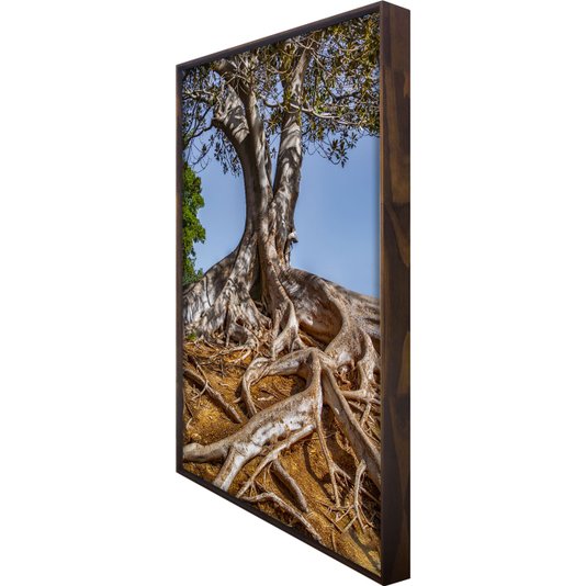 Tela Canvas Natureza Raízes Árvore com Moldura Marrom Mel - Escolha o Tamanho