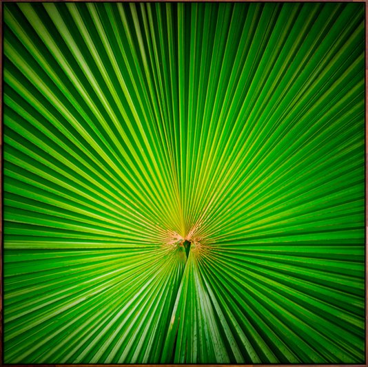 Tela Decorativa em Canvas Folha Verde com Moldura Flutuante Marrom