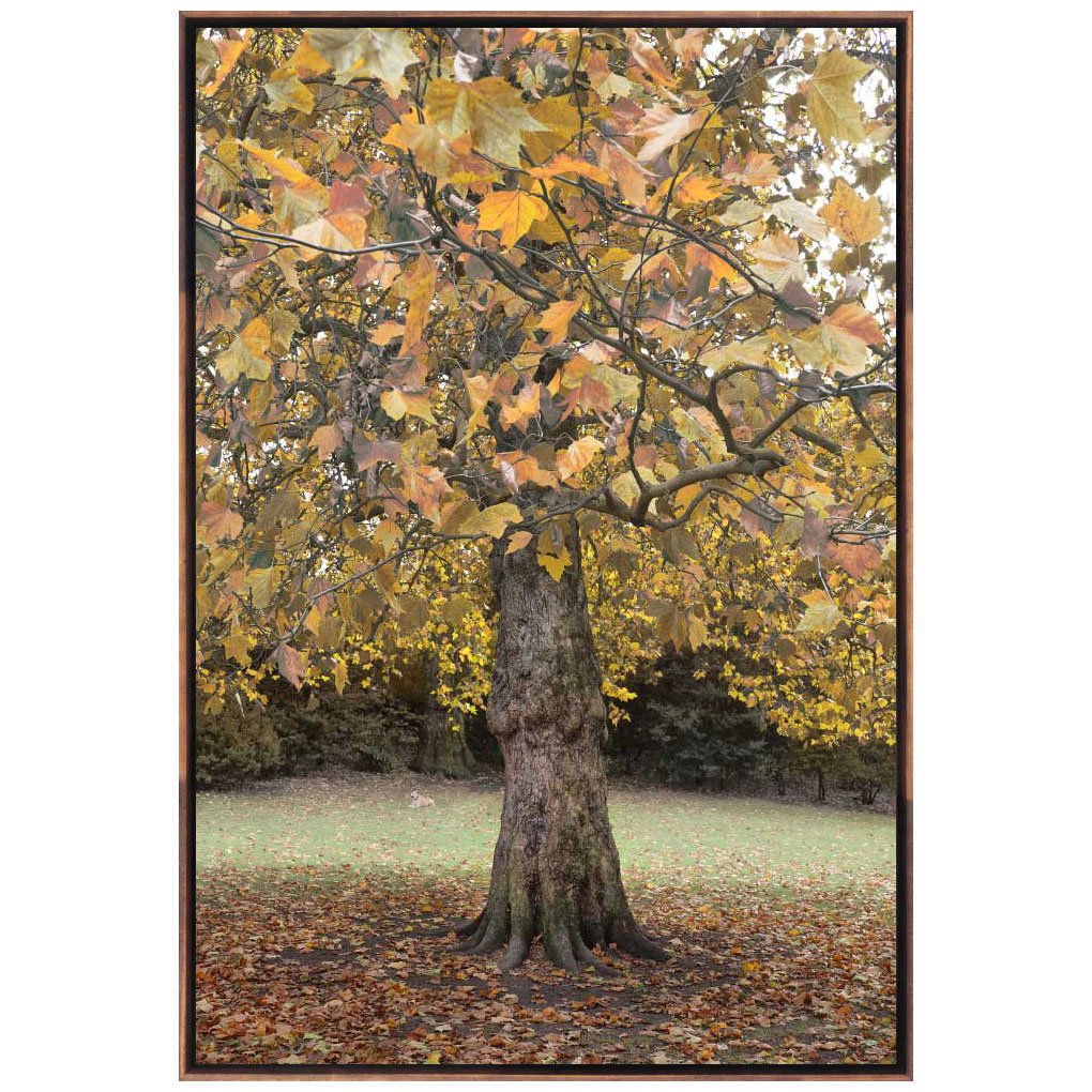 Quadro em Tela Canvas Árvore Londres por Dorival Moreira 100x150cm