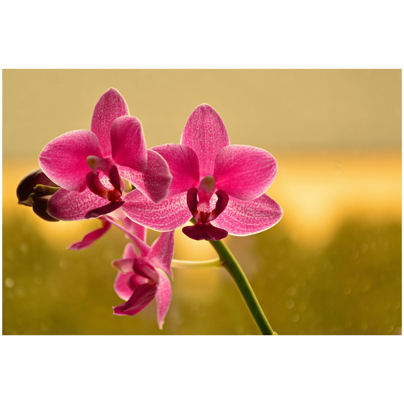 Quadro Floral Tela Canvas Decorativa Orquídea 90x60 cm - Decore Pronto