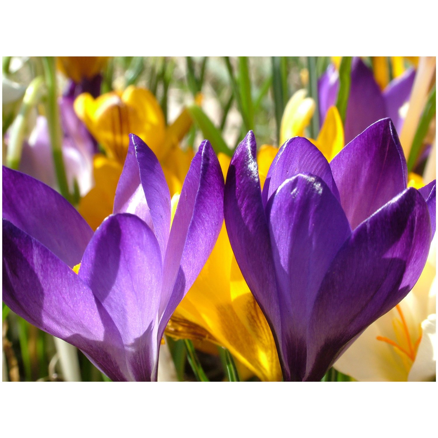 Quadro Tela Decorativa Primavera Flores Coloridas 100x75cm - Decore Pronto