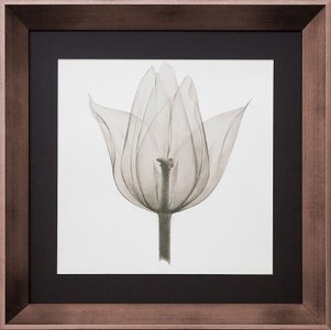 Quadro Decorativo com Moldura na Cor Bronze Flor Raio-X em Preto e Branco I 40x40cm