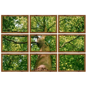 Conjunto de Quadros Árvore Verde Kit com 9 Quadros de 40x25 cm