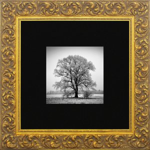 Quadro Clássico com Moldura Dourada Árvore em Preto e Branco 80x80cm Quadro Clássico com Moldura Dourada Árvore em Preto e Branco 80x80cm