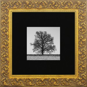 Quadro Clássico com Moldura Dourada Árvore Solitária 80x80cm Quadro Clássico com Moldura Dourada Árvore Solitária 80x80cm