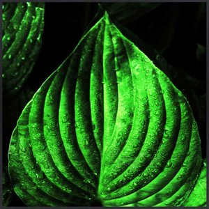 Quadro com Folhas Verdes Decorativo com Moldura Preta 80x80 cm