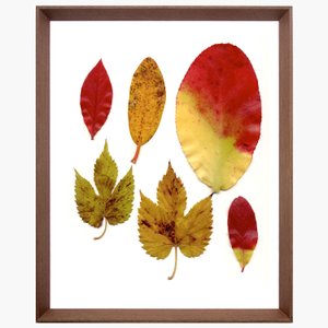 Quadro com Moldura Chanfrada Marrom Folhas de Outono 40x50cm