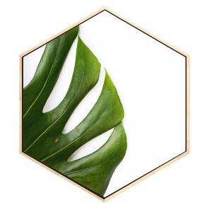 Quadro Hexagonal Folha Costela de Adão Tela Canvas com Moldura Quadro Hexagonal Folha Costela de Adão Tela Canvas com Moldura
